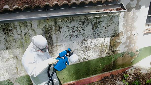 Top rated local Mold Remediation specialists in Petoskey, MI